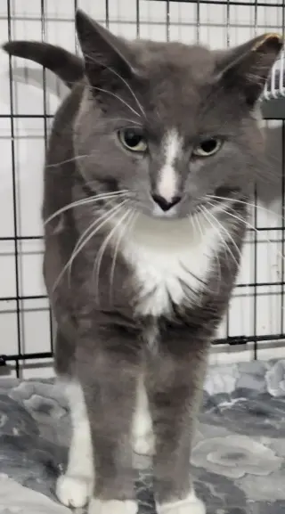 Gray Bear