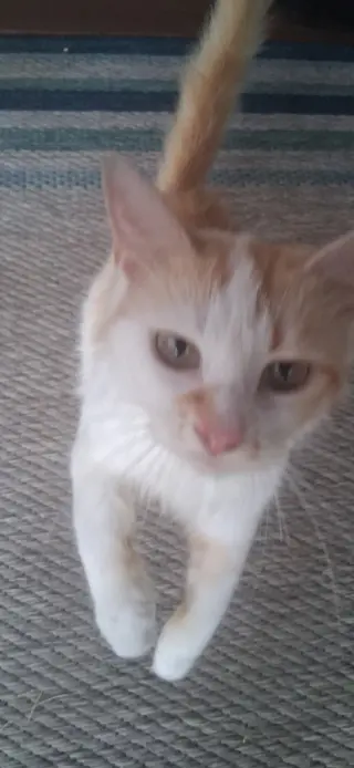 Amber