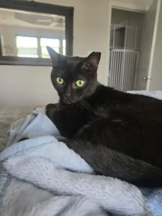 Pepper