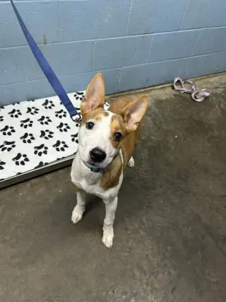 Peanut