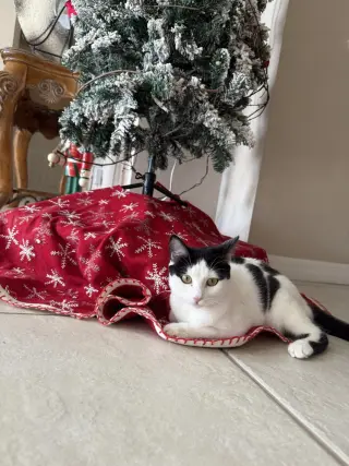 Baguette