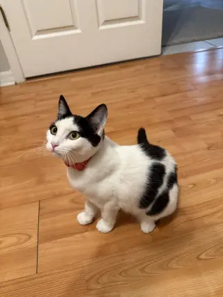 Baguette