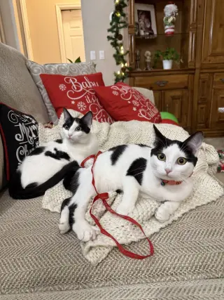 Baguette