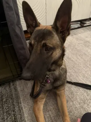 Rambo located in California