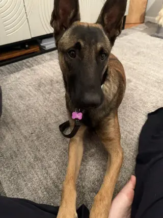 Rambo located in California