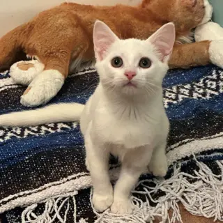 Nilla