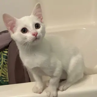 Nilla