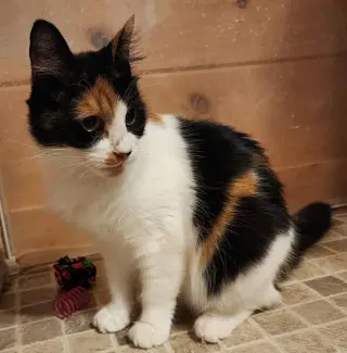 Chaka