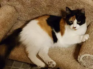 Chaka