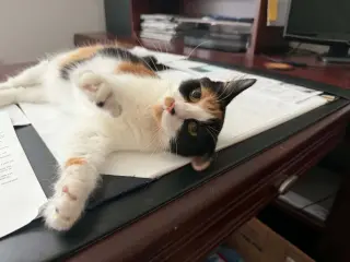 Chaka