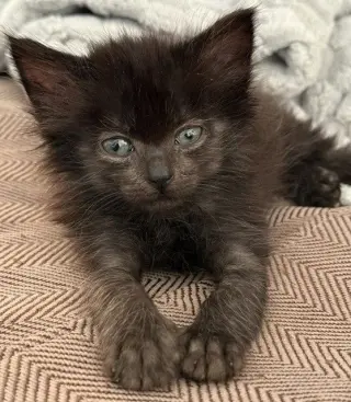 Santana