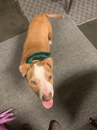 Bolo