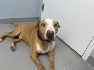 Bolo