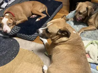 Bolo