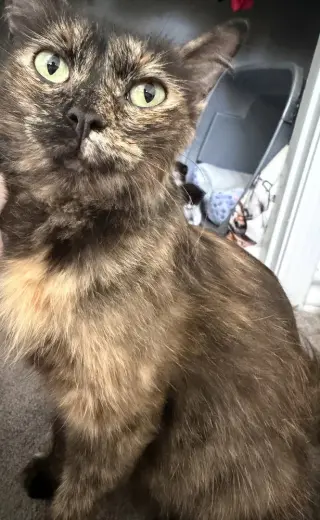 Queen Clarion