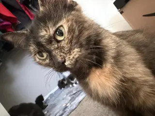 Queen Clarion