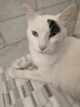 Patch