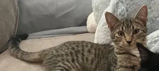 Ernie