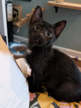Fuzzy