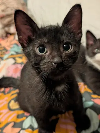Fuzzy