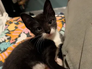 Bobby