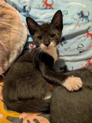 Bobby