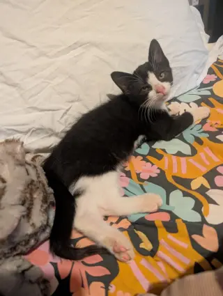 Argyle