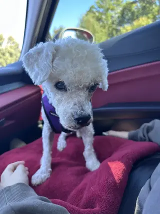 Otis