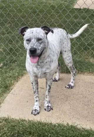 Spot
