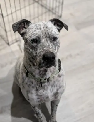 Spot