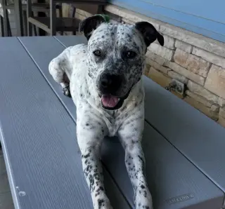 Spot