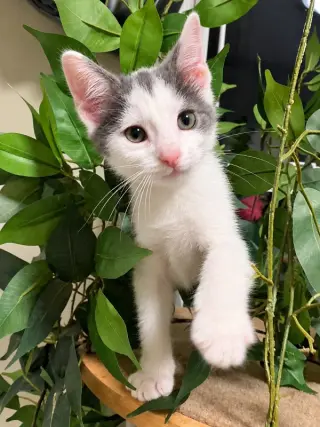 Maverick