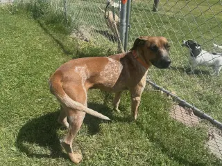 Ottis