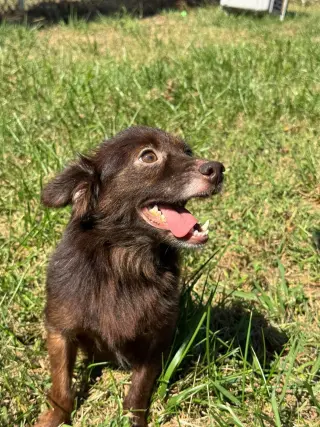 Cocoa
