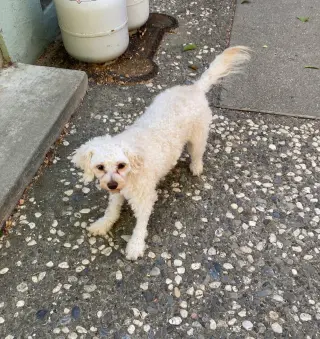 DandyLion