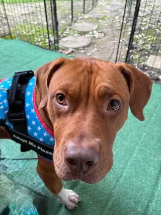 Penny Sue