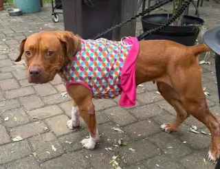 Penny Sue