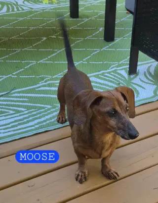 Dakota and Moose