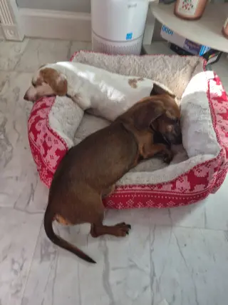Dakota and Moose