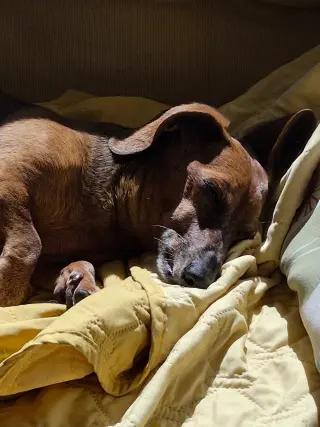 Dakota and Moose