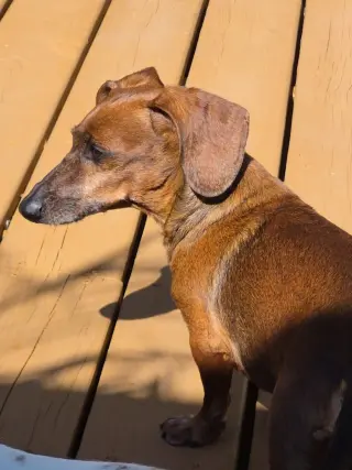 Dakota and Moose