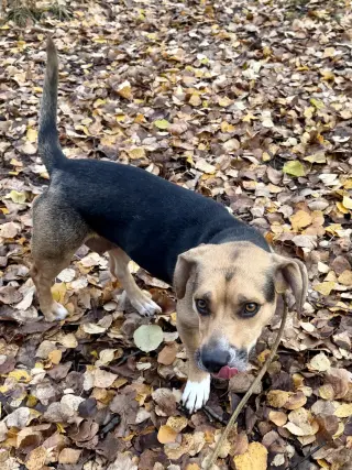 Wiggles