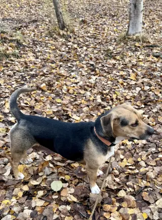 Wiggles