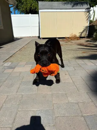 Kaida