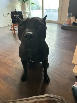 Kaida