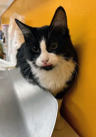 Kevin