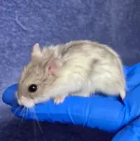 Jerry