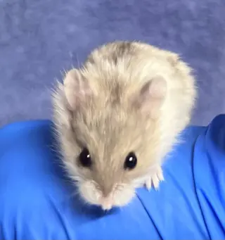 Jerry