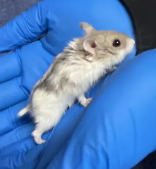 Jerry