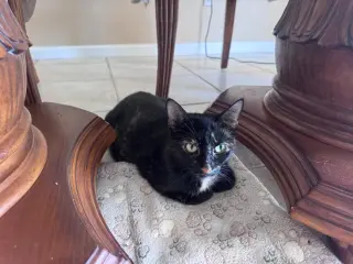 Cookie